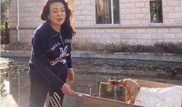 张兰最新爆料辟谣视频,揭秘真相，澄清流言