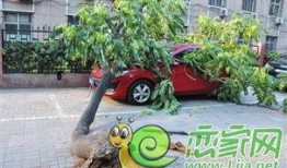 邯郸大树爆料事件视频最新,揭秘背后真相与争议