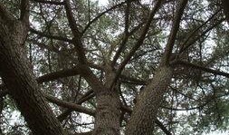 邯郸大树爆料事件视频最新,揭秘背后真相与争议