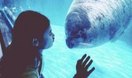 海洋最新爆料视频播放,最新爆料视频揭秘神秘海洋生物